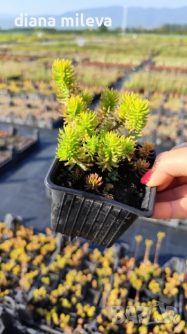 Седум Анджелина, Sedum rupestre Angelina, снимка 11 - Градински цветя и растения - 47307888