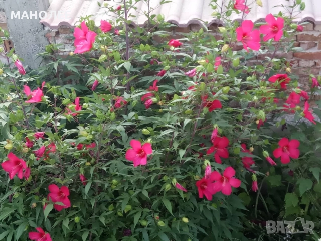 Градински хибискус   -студоустойчив, снимка 2 - Градински цветя и растения - 52167150