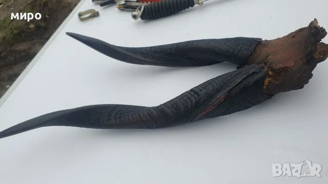 Рога от антилопа, снимка 5 - Декорация за дома - 48688636