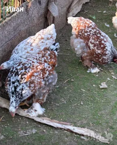 Разплодни яйца от порцеланови брами, снимка 1