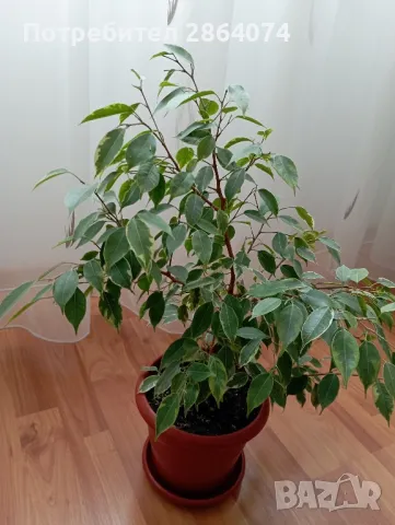 Бенджамин от шарения