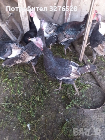 Продавам пуйки 