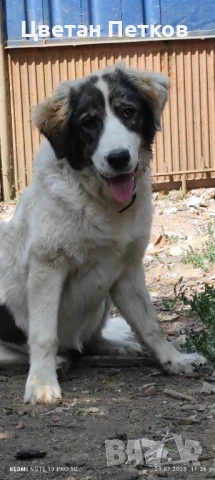 Каракачанка, снимка 1