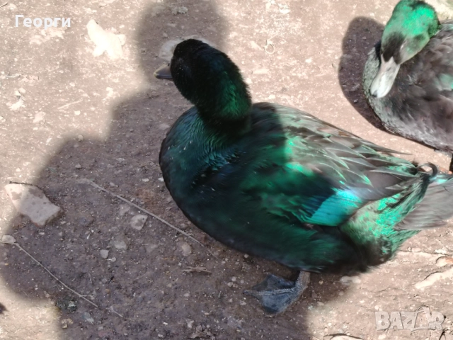 Продавам петли Брама и Каюги, снимка 8 - други­ - 52947667