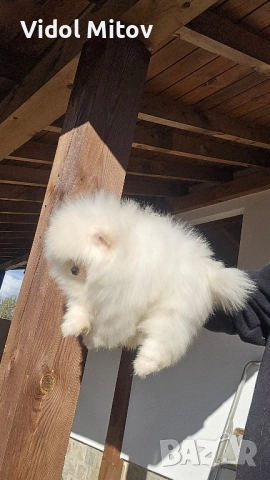 Мини Померан момче , снимка 2 - Померан - 52516025