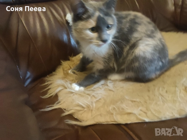 Домашна, женска,кастрирана котка, снимка 6 - Други - 52171919