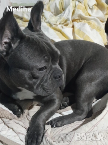 Син френски БУЛДОГ ЗА РАЗПЛОД, снимка 3 - Френски булдог - 53585861