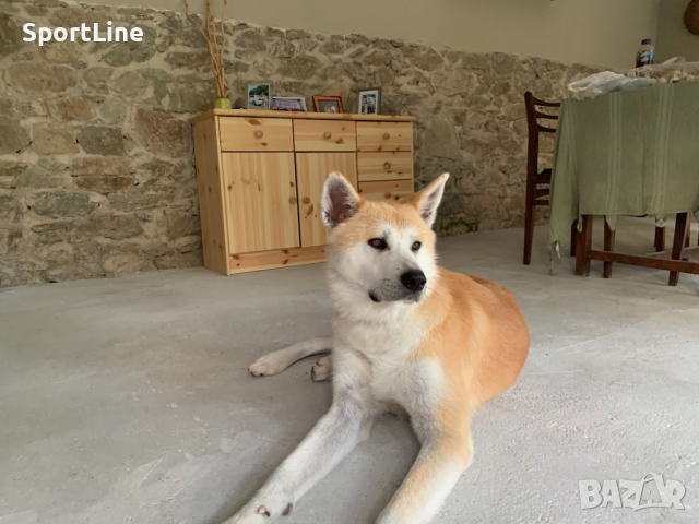Акита ину, снимка 6 - Акита ину - 26364534