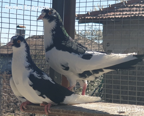 Пазарджишки високо летци. , снимка 8 - Гълъби - 52265511