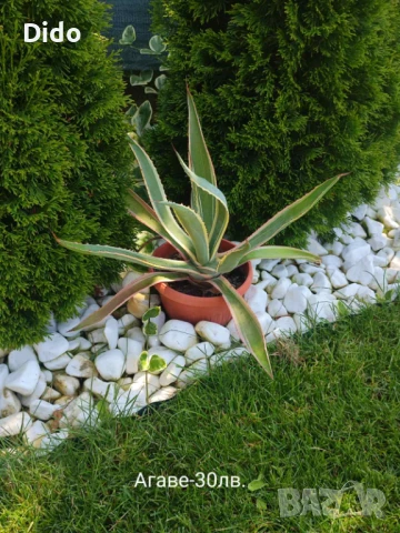 Агаве ,цветя, снимка 4 - Градински цветя и растения - 42062687