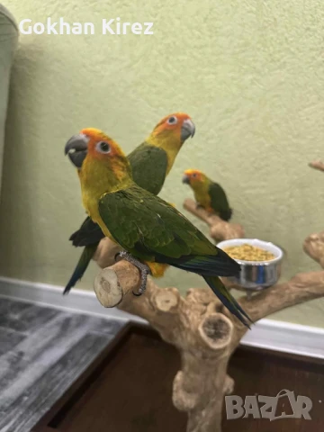 Папагали Слънчева Аратинга, снимка 12 - Папагали - 49701160