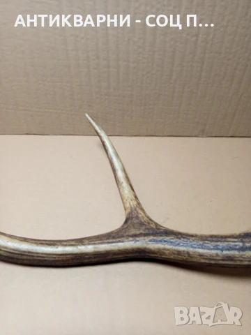 Стар Голям Единичен Еленски Рог Рога., снимка 5 - Антикварни и старинни предмети - 51321602