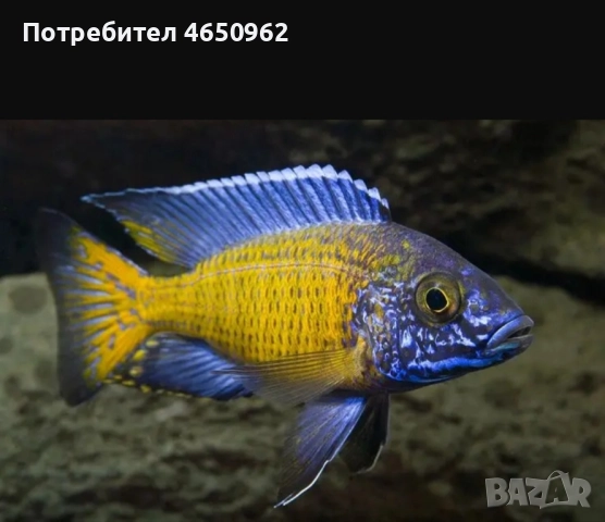 Аквариумни риби, африкански цихлиди от езерото Малави, снимка 2 - Рибки - 52414237