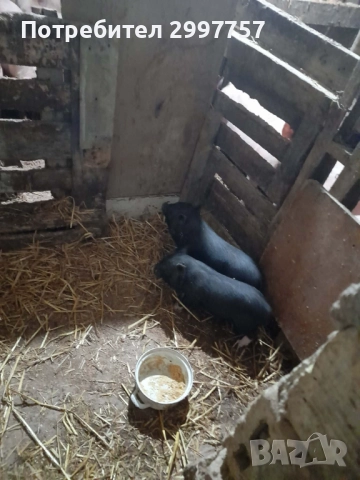 Виетнамски прасета