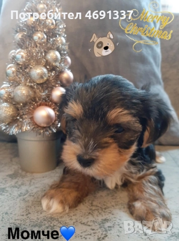 Мини йоркита