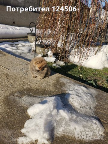 Померан, померанчета, снимка 5 - Померан - 35049070