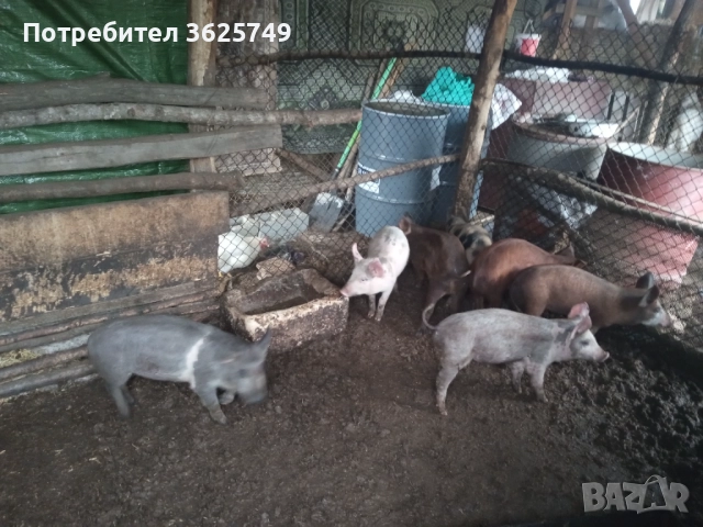малки прасенца , снимка 3 - Прасета - 52874605