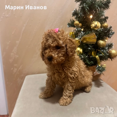 Мини пуделчета с две ваксини!, снимка 5 - Пудели - 52806037