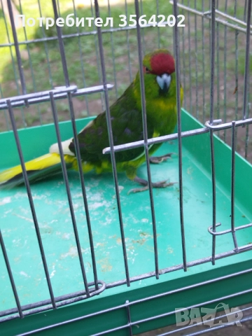 Младо мъжко Какарики, от тази година! 