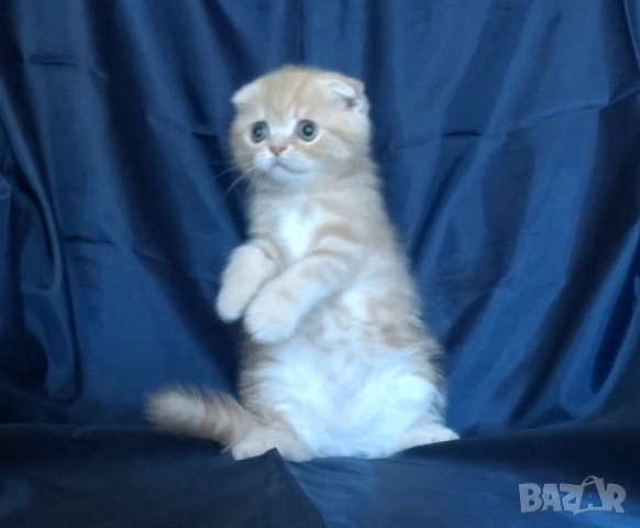 Клепоухи късокосмести котета, снимка 16 - Британска късокосместа - 43400066