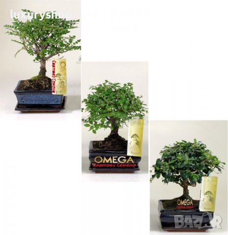 БЕЗПЛАТНА ДОСТАВКА!   х 100 броя селектирани семена от Дръвче " Бонсай "   Цена: 16.89 лева, снимка 2 - Стайни растения - 36770208