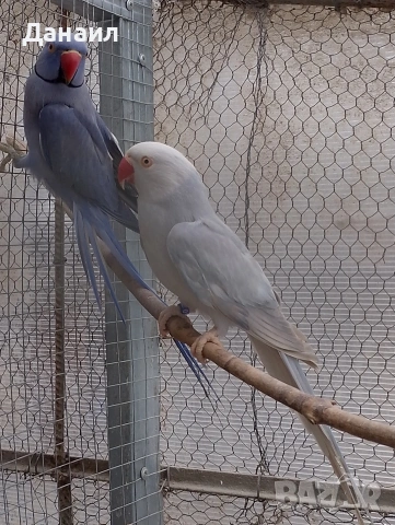 Малък Александър -чифт, снимка 3 - Папагали - 53559918