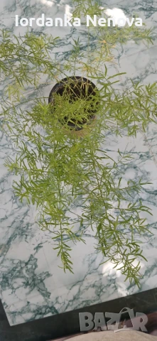 АСПАРАГУС ШПРЕНГЕРА