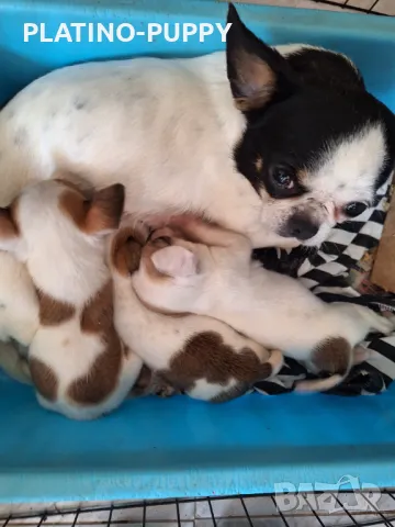 ЧИХУАХУА БЕБЕТА