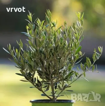 Маслина -Olea europaea Mini, снимка 4 - Градински цветя и растения - 40589519
