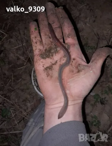 Земен Червей за риболов