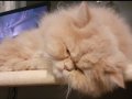 Женска персииска котка търси партньор, снимка 6