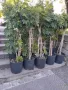 Продавам Шефлера / Schefflera 10 годишна, 170 см. височина, 10 броя, снимка 3
