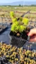 Седум Анджелина, Sedum rupestre Angelina, снимка 11