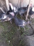 Продавам пуйки , снимка 1
