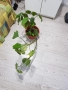 Стайни цветя в саксии, снимка 3