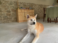 Акита ину, снимка 6