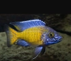 Аквариумни риби, африкански цихлиди от езерото Малави, снимка 2