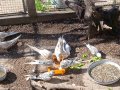 Корели-Белолики, снимка 1