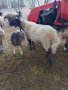 продавам овен , снимка 1 - Овце - 43203419