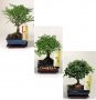 БЕЗПЛАТНА ДОСТАВКА!   х 100 броя селектирани семена от Дръвче " Бонсай "   Цена: 16.89 лева, снимка 2