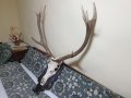 Трофей от голям благороден елен с поставка от дъб–ръчна дърворезба., снимка 3