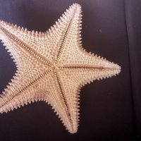 Огромна морска звезда, снимка 2 - Антикварни и старинни предмети - 44043373