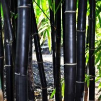 100 бр бамбукови семена от черен бамбук Black Bamboo растение декорация за двора и градината, снимка 4 - Стайни растения - 28091310