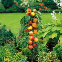 МИНИ Плодни дръвчета-Перфектни за малка градина или вътрешен двор / тераса., снимка 5 - Градински цветя и растения - 27247024
