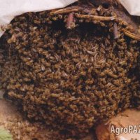 Продавам пчелни семейства в тръвни, снимка 4 - За пчели - 39102678