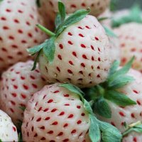 200 семена от плод бяла ягода органични плодови бели ягодови семена от вкусни ягоди отлични плодове , снимка 17 - Сортови семена и луковици - 37706682