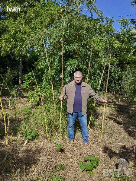 Бамбук Вивакс жълт Phyllostachys vivax 'Aureocaulis' , снимка 1