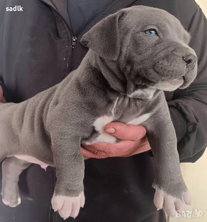 питбул блу нос мъжки и женски, снимка 1