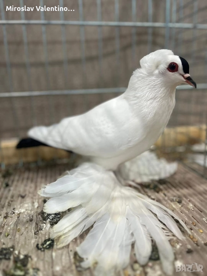 саксонски чайки, снимка 1