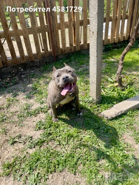 Мъжки питбул - blue nose за разплод, снимка 1